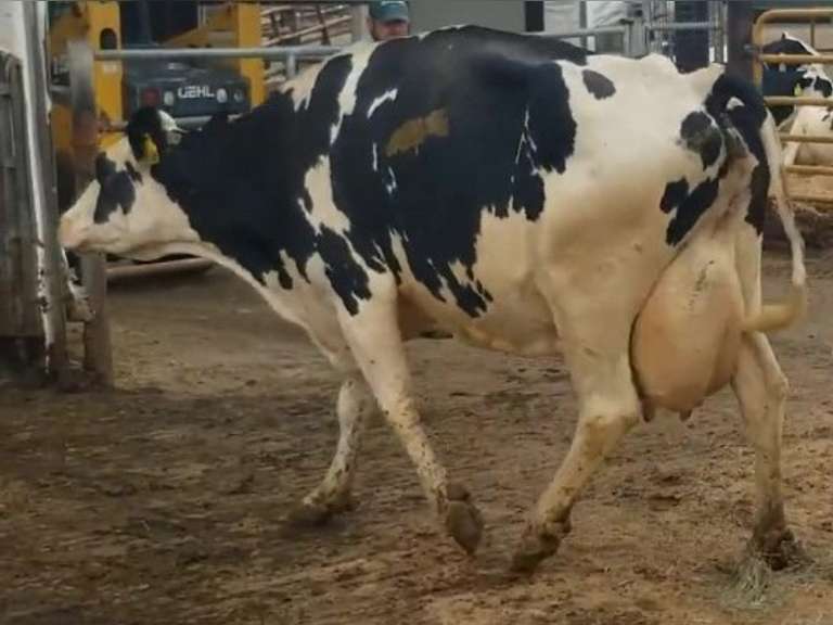 Fresh 3-10-21  Milk 66 4.2%F 3.4%P 141 SCC (K) Lact 5 Due 4-8 To INFOCUS 305me 29442  Sire 529HO14925  Mgs 29HO13664 |  Block on Foot -Limps      |