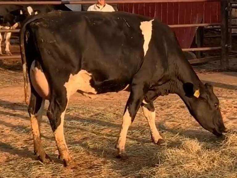 Fresh 3-2-21  Milk 70 4.4%F 3%P 54 SCC (K) Lact 1 Due 5-18 To 29HO19369 305me 28840  Sire 29HO18675  Mgs 29HO14828 | 3 3 3 3 3 12  | Wide Front Teats