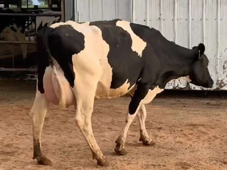 3 Serviced 1st Lact | Group Avg 90# Milk 53K SCC | Fresh in April | Top Heifer 100# | 344 502 516