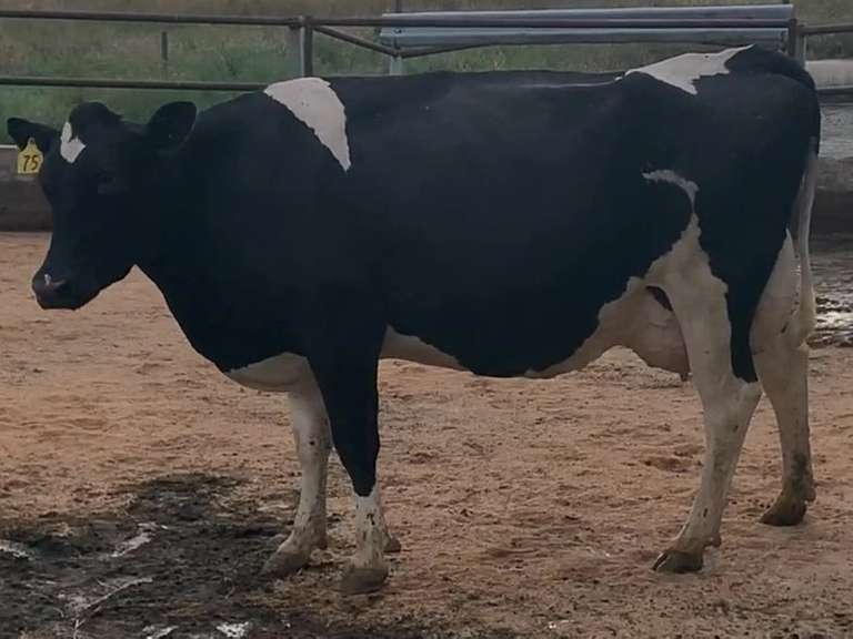 Fresh 11-14-20  Milk 90 4.2%F 3.5%P 57 SCC (K) Lact 3 Due 12-3 To 29HO18166 305me 30019  Sire 29HO14311  Mgs 29HO13846 | 5 3 3 2 3 13  | 4 STAR