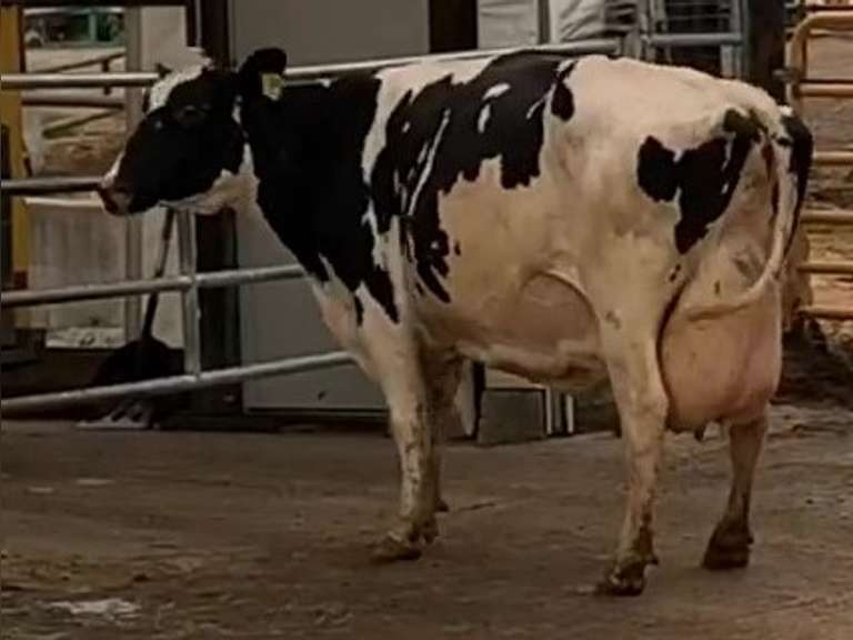 Fresh 1-6-21  Milk 86 3.9%F 3.3%P 93 SCC (K) Lact 4 Due 3-6 To 29HO18688 305me 34232  Sire 29HO14450  Mgs 29HO13366 | 3 3 3 3 3 14 Y | Light Left Front