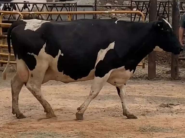 Fresh 1-16-21  Milk 56 3.4%F 3.1%P 246 SCC (K) Lact 3 Due 2-6 To INFOCUS 305me 26130  Sire   Mgs 29HO10493 | 3 3 3 4 4 15 Y |