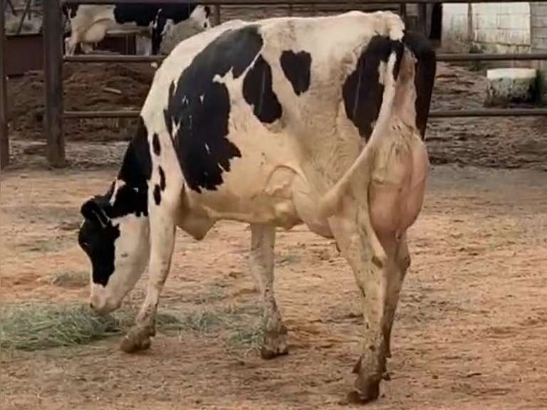 Fresh 4-19-21  Milk 92 3.6%F 3.2%P 325 SCC (K) Lact 2 Bred 9-15 To 29HO19287 305me 30510  Sire 29HO16714  Mgs 29HO14427 | 4 3 4 3 3 12 Y | 4 STAR Udder