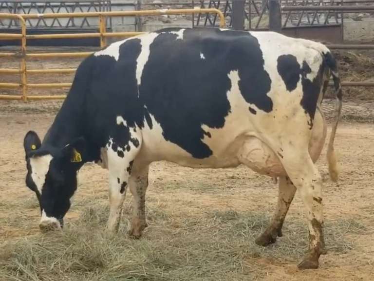 Fresh 1-16-21  Milk 72 4.2%F 3.2%P 27 SCC (K) Lact 2 Bred 9-21 To 29HO17947 305me 32303  Sire 29HO17516  Mgs 29HO14450 | 4 4 4 3 3 13  | 4 STAR Udder