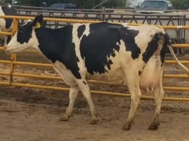 Fresh 6-12-21  Milk 108 3.6%F 2.9%P 57 SCC (K) Lact 2 Bred 9-12 To 29HO18508 305me 35220  Sire 29HO17516  Mgs 29HO14450 | 3 3 3 3 2 11  | Crooked Head