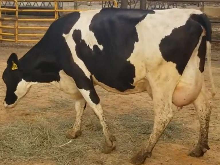 Fresh 6-23-21  Milk 98 4.9%F 3.4%P 27 SCC (K) Lact 3 Bred 8-20 To 29HO19287 305me 25734  Sire 29HO16714  Mgs 29HO14311 | 3 3 3 3 2 11  | Long  Teats