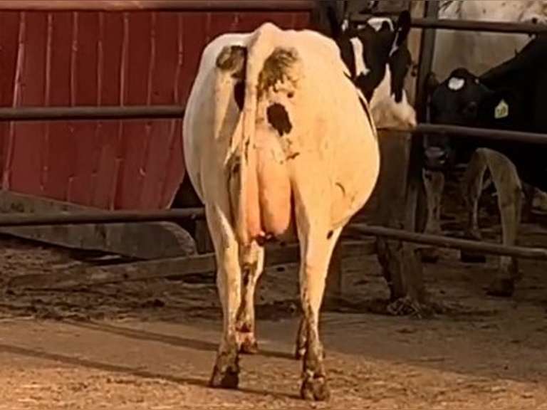 7 Dry & Dry Treated | Coming 2nd Calf | Due in November | 305me Avg 31963# | 405 412 424 447 452 464 468