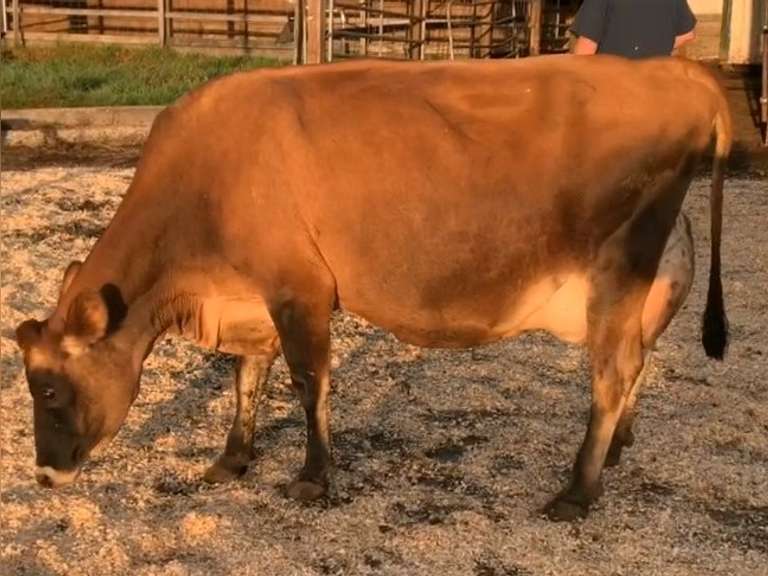 Dry & Dry Treated Due 11-15  Coming 3rd Calf | 3 3 3 3 3 10 | Slight Light LR