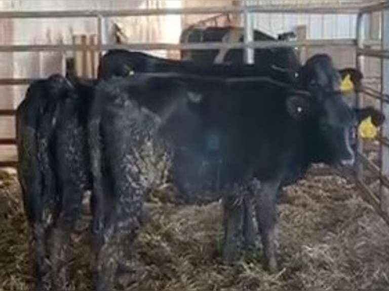 4 HOJO Open Heifers | Born 8-10 to 10-10-20, Est Weight 550# | UPDATE #2618 Preg 60 Days |  2618  2619  2623  2624