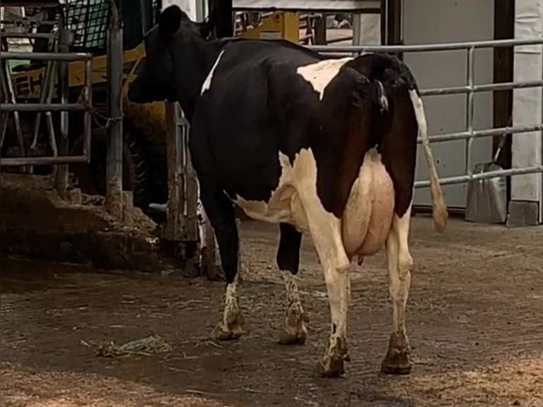 Fresh 5-31-21  Milk 94 3.7%F 3%P 20 SCC (K) Lact 4 Bred 9-10 To 29HO18508 305me 31653  Sire 29HO14311  Mgs 29HO13548 | 3 2 3 4 3 14  | Lame | Long Teat
