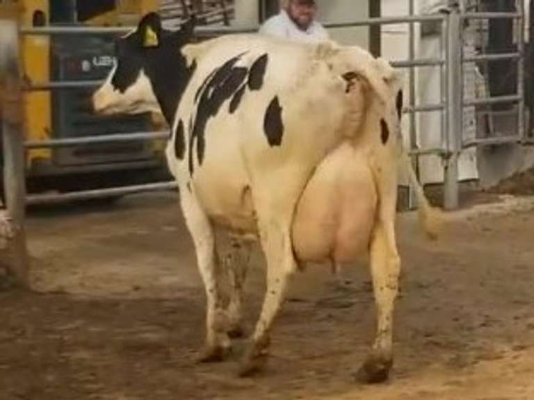 6 Serviced 3rd Lact | Group Avg 100# Milk 40K SCC | Fresh in March/April | Top Cow 114# | #171 Bred 9-29 | 115 149 151 171 188 193