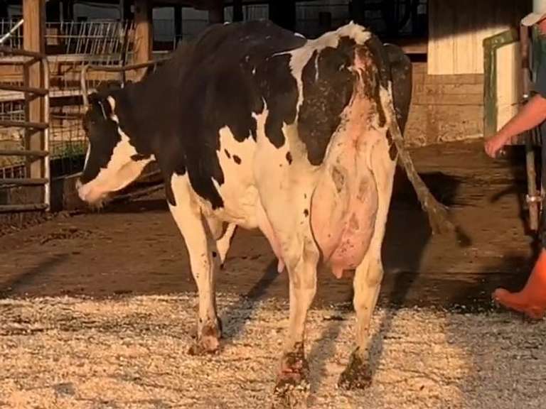 Fresh 6-10 Mkg 68# 4.2 2.5 SCC-13K 5th Lact Bred 8-22 | 3 3 3 4 2 14| Slow Walk