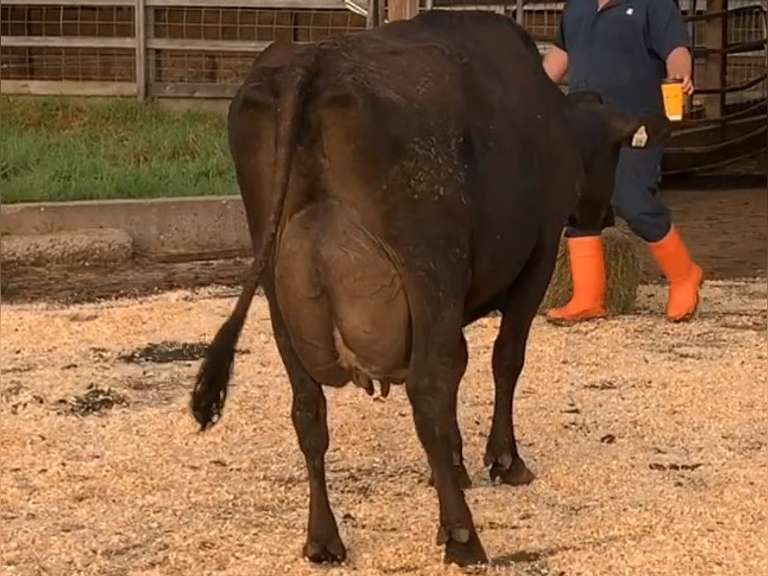 UPDATE Preg Due 4-29 | Fresh 2-12 Mkg 68# 6 3.4 SCC-19K 2nd Lact Bred 7-22 | 4 3 3 2 2 12| 4 STAR
