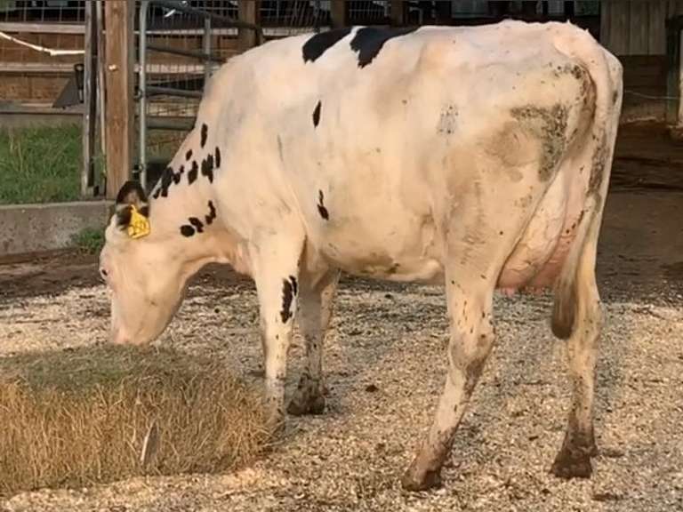 UPDATE Preg Due 4-21 | Fresh 3-29 Mkg 54# 4.9 3.3 SCC-373K 1st Lact | 4 3 3 2 2 12 Y | POLLED