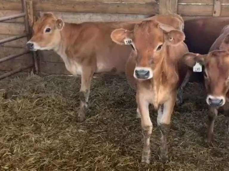 10 Jersey Open Heifers | Born 10-9-20 to 11-13-20 | 188  189  193  192  194  195  196  198  199  200