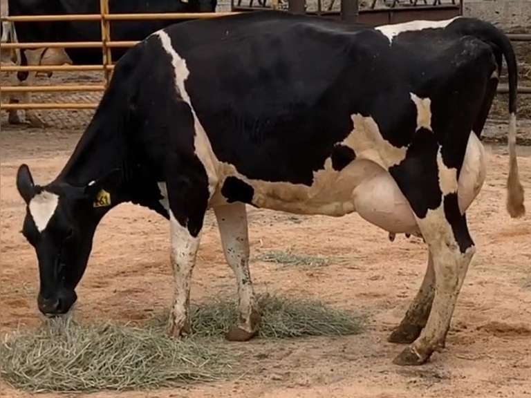 Update Bred 9-29 29H17947 | Fresh 6-10-21  Milk 88 4%F 2.9%P 187 SCC (K) Lact 3 305me 25980  Sire 29HO16319  Mgs 29HO13366 | 4 2 3 3 2 12 Y | 4 STAR Udder