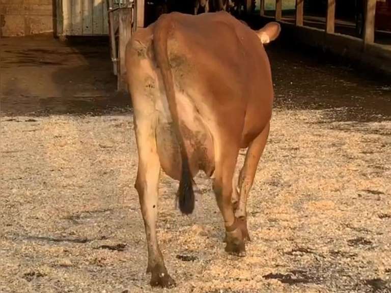 Fresh 4-19 Mkg 50# 5.2 3.6 SCC-87K 1st Lact Bred 8-4 | 3 3 3 3 2 10 | 3 Quarter RR