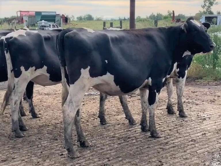 11 Holstein Bred Heifers | Preg 7 1/2-8 Months to Simplicity-P Son  | 2519  2530  2531  2534  2537 2546  2547  2554  2555  2556  2562