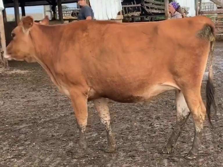 UPADTE: Pro-Hart Disco Winsome-ET 167GNM$ 164GCM$B: 3-5-19 Sirze Disco x Harris x Grazeland Vernon Whisper VG-89% Bred Heifer Preg 6 1/2 Months