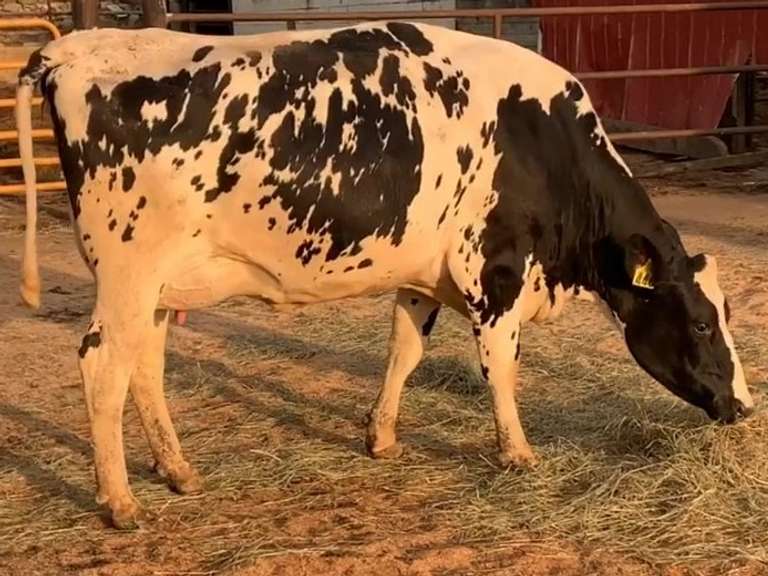 Fresh 3-10-21  Milk 96 5.9%F 3.6%P 115 SCC (K) Lact 1 Due 4-22 To 29HO17947 305me 26475  Sire 29HO17607  Mgs 29HO13846 | 4 3 4 3 4 13  | 4 STAR Uddr -Slight LLR