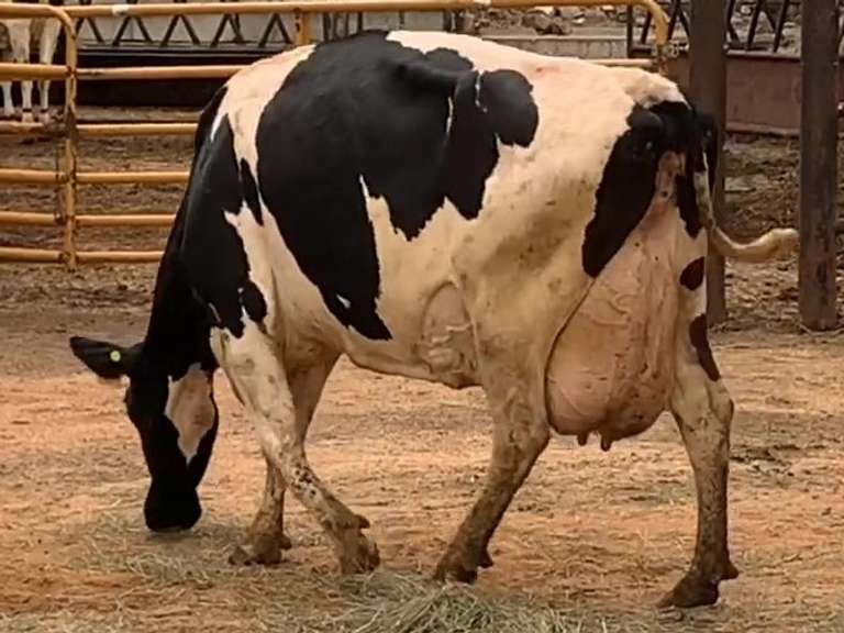Fresh 1-29-21  Milk 94 3.5%F 2.9%P 13 SCC (K) Lact 6 Bred 8-23 To 29HO17947 305me 30254  Sire 29HO13366  Mgs 29HO10644 | 3 3 3 3 3 13 Y | Slight Wide Teats