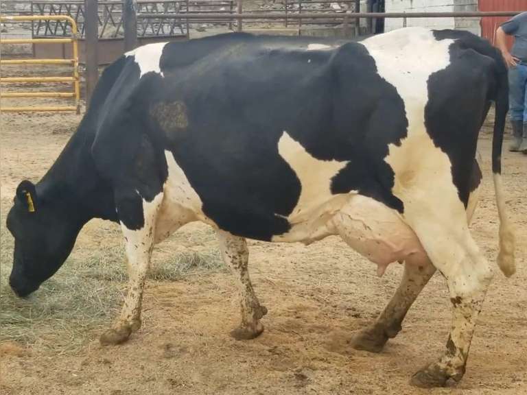Fresh 3-21-21  Milk 118 3.5%F 3.1%P 66 SCC (K) Lact 4 Due 3-2 To 29HO19426 305me 30597  Sire 29HO14427  Mgs 529HO14109 | 3 3 3 3 3 13  | Lump-Right Rear Quarter - Block on Foot But OK