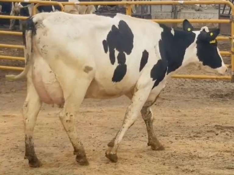 Fresh 4-4-21  Milk 122 5.8%F 3.2%P 348 SCC (K) Lact 1 Bred 9-8 To 29HO19287 305me 37065  Sire 29HO18581  Mgs 29HO16319 | 4 4 4 3 3 12  | 4 STAR, Block on Foot But OK