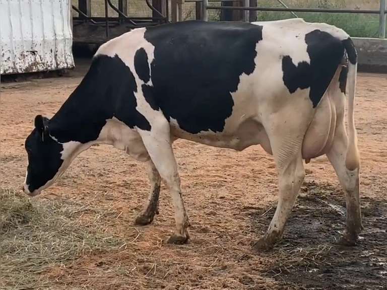 Fresh 3-30-21  Milk 92 6.1%F 3.4%P 141 SCC (K) Lact 1 Bred 9-5 To 29HO19287 305me 31560  Sire 29HO18581  Mgs 29HO13162 | 3 3 3 3 3 11  |