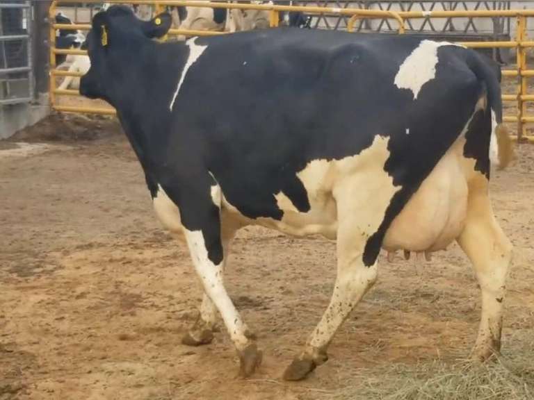 4 Dry & Dry Treated | Coming 4th Calf | Due in November | 305me Avg 29399# | 13 100 112 138