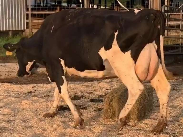 Fresh 12-24 Mkg 68# 3.6 2.8 SCC-76K 5th Lact Bred 8-14 |4 3 3 4 2 13|