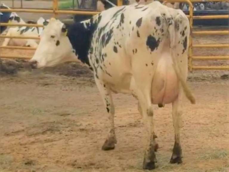 Fresh 2-28-21  Milk 70 4.5%F 3.5%P 15 SCC (K) Lact 2 Due 2-11 To 29HO19287 305me 28503  Sire 29HO17607  Mgs 29HO13363 | 4 3 3 3 3 12  | 4 Star Udder-Slight LLR