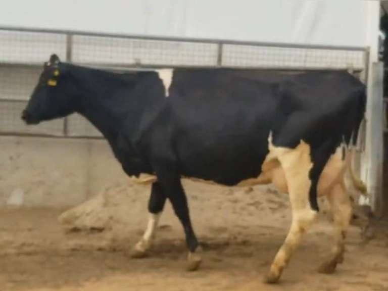 Fresh 2-20-21  Milk 80 5.4%F 3.5%P 107 SCC (K) Lact 3 Bred 8-22 To INFOCUS 305me 24992  Sire 29HO16319  Mgs 529HO13219 | 3 3 5 3 3 12  | Light Left Rear