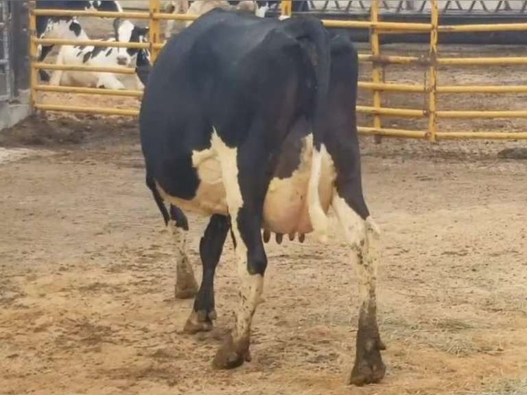 Fresh 4-14-21  Milk 82 4.6%F 3.3%P 13 SCC (K) Lact 2 Bred 9-12 To 29HO19287 305me 28599  Sire 29HO16714  Mgs 29HO13083 | 3 3 3 3 2 12  |