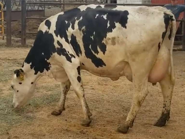 Fresh 4-25-21  Milk 80 4.9%F 3.2%P 107 SCC (K) Lact 2 Bred 9-26  29HO19426 305me 25891  Sire 29HO14427  Mgs 29HO13363 | 4 4 4 36 2 12  | 4 STAR