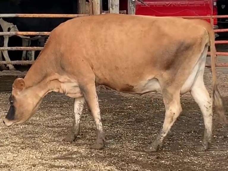 Dry & Dry Treated Due 9-15 Coming 2nd Calf | 4 3 4 3 3 10 | 4 STAR