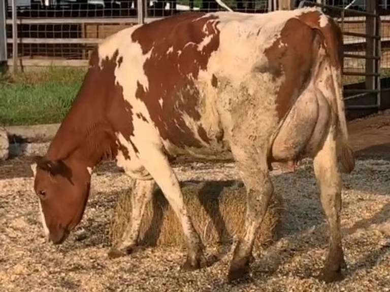 Fresh 6-1 Mkg 71# 4.1 2.7 SCC-41K 1st Lact Bred 8-7 | 4 4 4 3 2 12 Y | 4 STAR