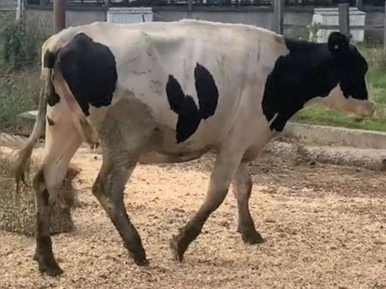Bred Heifer | Preg 7 1/2 Months