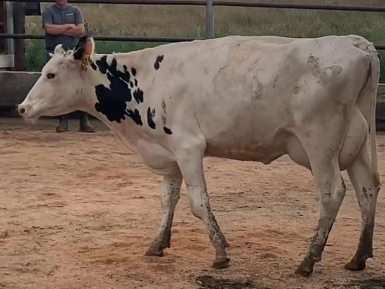 5 Fresh 1st Lact | Group Avg 92# Milk 75K SCC | Fresh 7-11 to 8-10-21 | Top Heifer 104# | #564 Bred 9-29 | 519 547 556 564 576