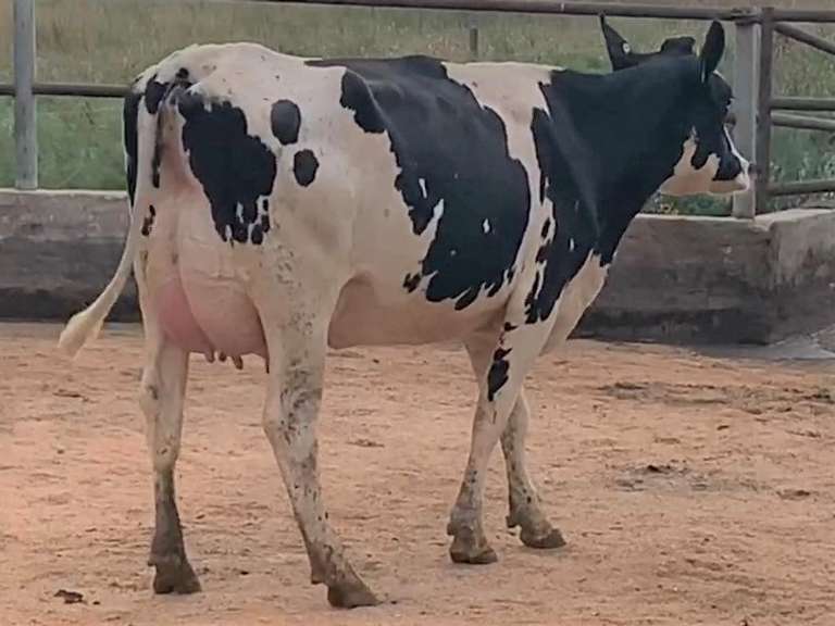 5 Fresh 1st Lact | Group Avg 92# Milk 75K SCC | Fresh 7-11 to 8-10-21 | Top Heifer 104# | #564 Bred 9-29 | 519 547 556 564 576