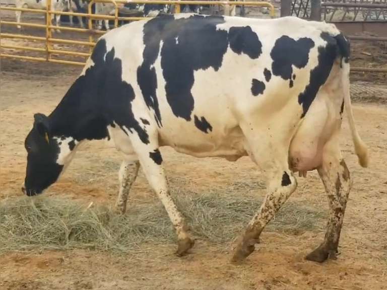 Fresh 2-24-21  Milk 90 4.1%F 3.3%P 132 SCC (K) Lact 2 Due 2-28 To 29HO19287 305me 31125  Sire 29HO17607  Mgs 29HO13363 | 2 3 3 3 3 13  | Reverse Tilt-Imbalanced