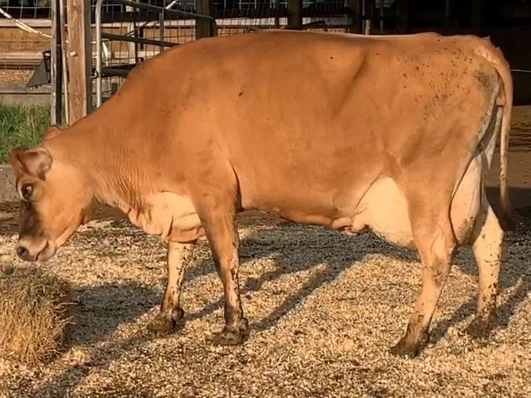 UPDATE: Preg Due 3-8 | Fresh 7-7 Mkg 29# 6-1-20 4.2 SCC-373K 4th Lact Bred 6-1 | 2 2 3 3 3 12 |
