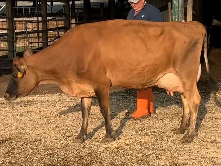 UPDATE Bred 9-5 514J1876 | Fresh 2-27 Mkg 64# 5.2 3.7 SCC-187K 3rd Lact | 3 3 3 3 2 9 Y | Imbalanced RS