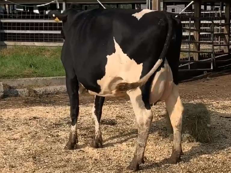 Dry & Dry Treated Due 10-23  Coming 2nd Calf | 4 4 4 4 2 10 | 4 STAR