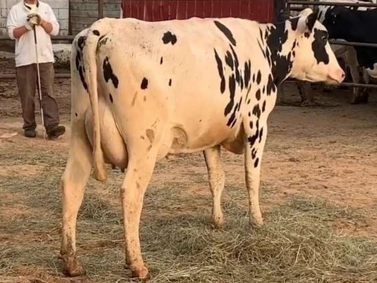 Fresh 7-9-21  Milk 80 4.1%F 3.1%P 348 SCC (K) Lact 1 Bred 9-3 To 29HO18688    Sire 29HO18636  Mgs 29HO16017 | 5 3 4 2 3 10  | 4 STAR