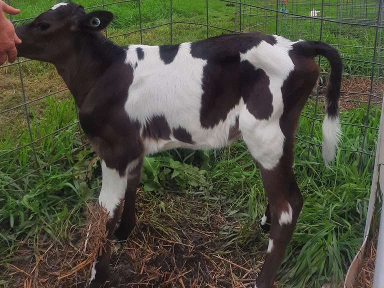 ET #215 Heifer Calf Born 9-4