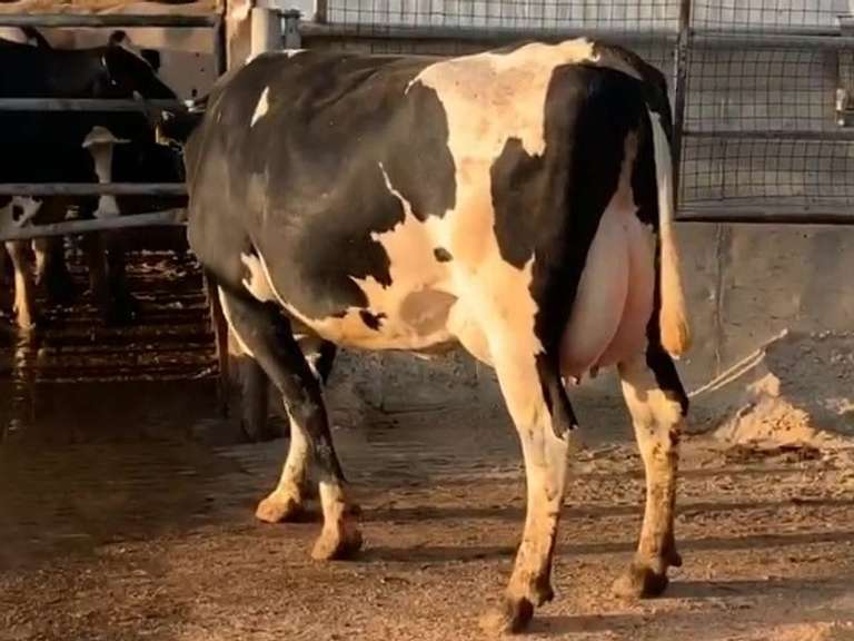 5 Preg 1st Lact Due in February | Group Avg 89# Milk 62K SCC | Top Heifer 110# | 365 472 488 491 493
