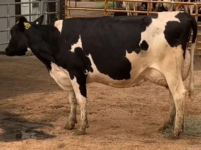 Fresh 3-17-21  Milk 82 5.1%F 3.4%P 14 SCC (K) Lact 2 Bred 9-12 To 29HO19287 305me 30950  Sire 29HO16714  Mgs 29HO14828 | 5 3 3 3 2 13  | 5 Star Udder