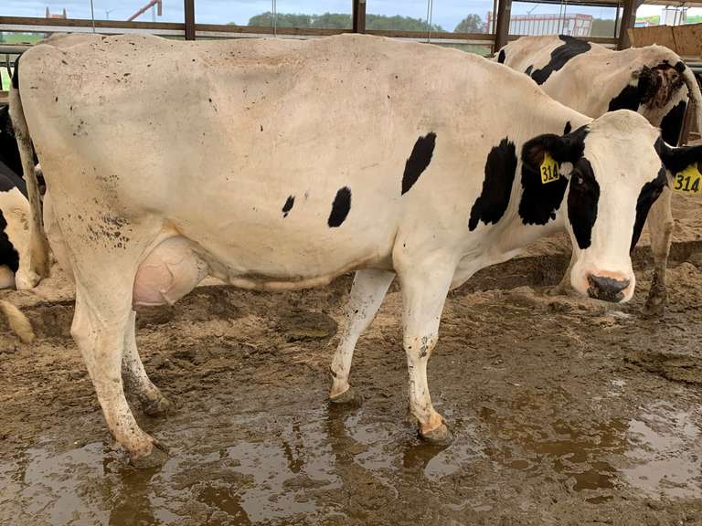 Fresh 3-6-21  Milk 100 3.9%F 3.1%P 566 SCC (K) Lact 2 Bred 9-8 To 29HO19426 305me 31400  Sire 29HO16593  Mgs 20HO14080 |        |