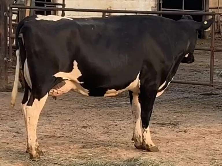 7 Preg 1st Lact Due in Janaury | Group Avg 80# Milk 50K SCC | Top Heifer 107# | 437 449 455 462 467 469 500