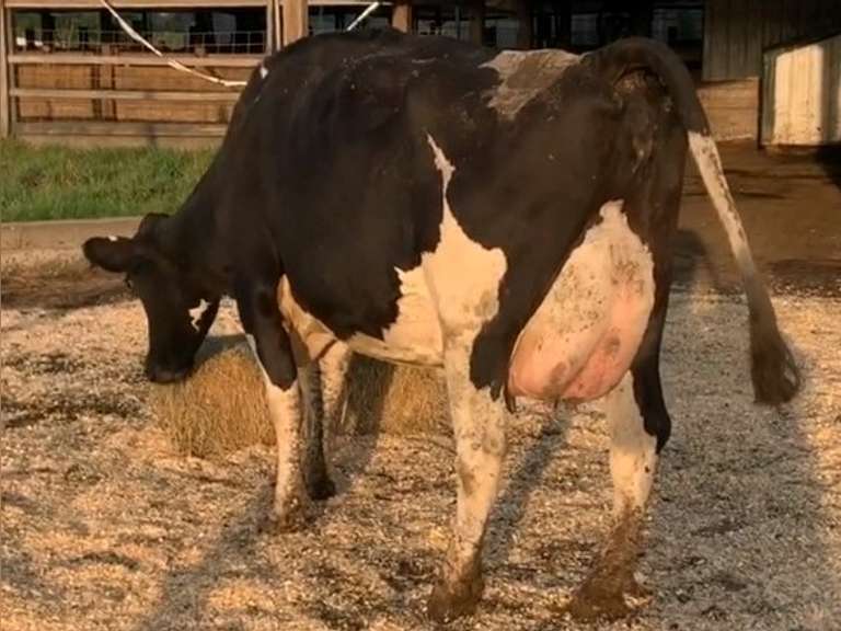 Fresh 7-2 Mkg 96# 2 2.6 SCC-47K 2rd Lact Bred 8-17 | 4 3 4 4  2 14| 4 STAR